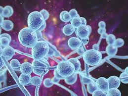 Mycobiome Candida Profile