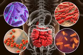 Gut Test - Parasites, Worms & Microsporidia Panel